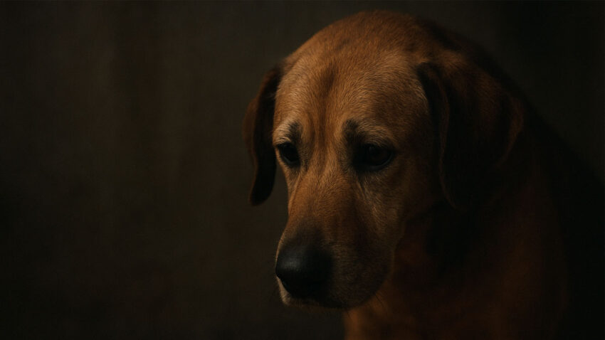 Passzív bántalmazás